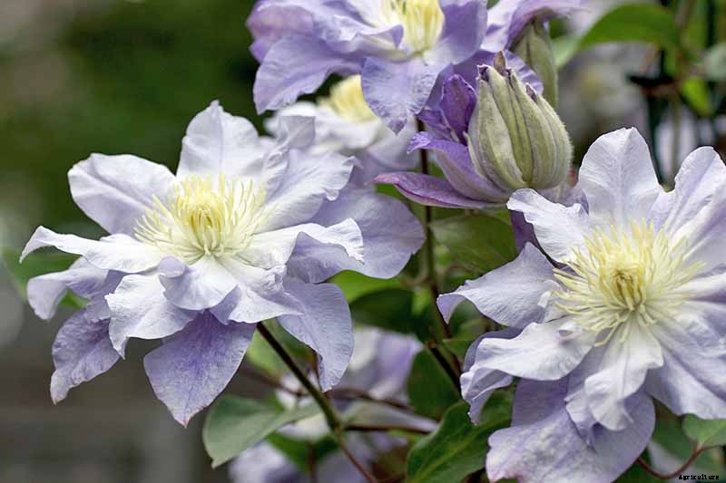 Guide to Clematis Winter Care: Protect Your Vines from Freezing and Frost