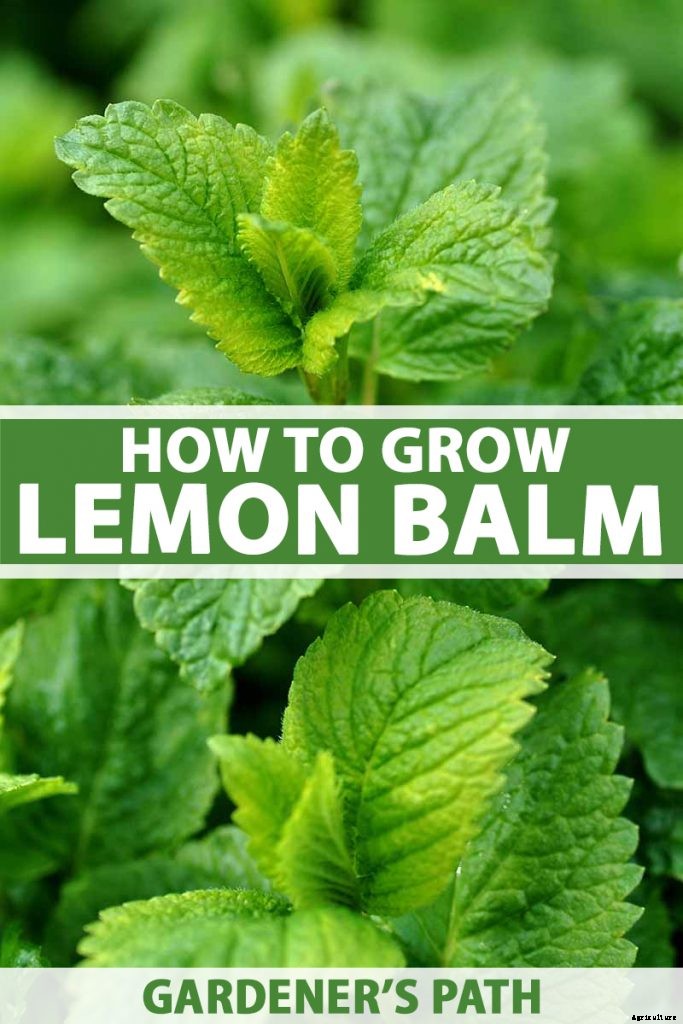 How to Grow and Use Lemon Balm
