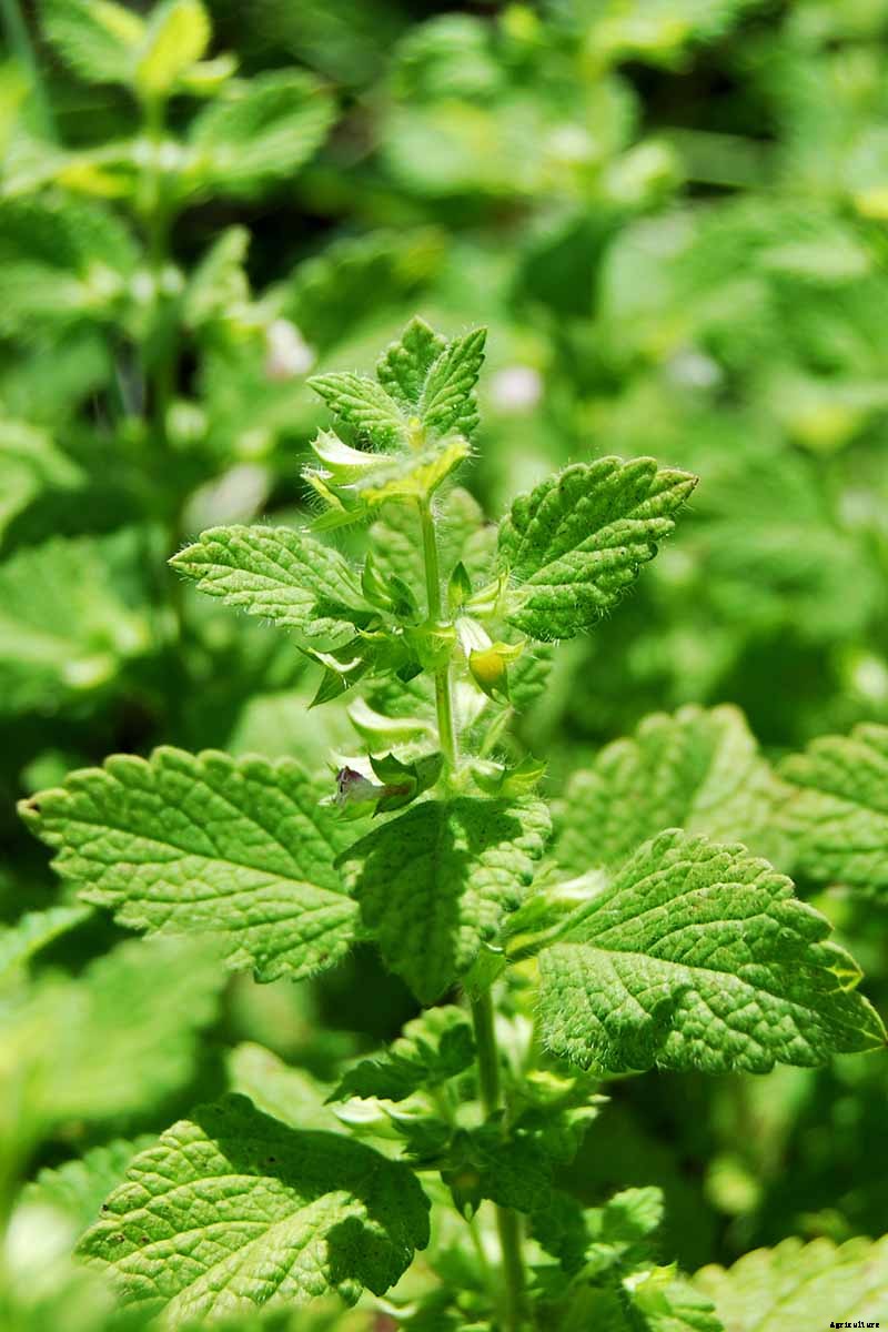 How to Grow and Use Lemon Balm