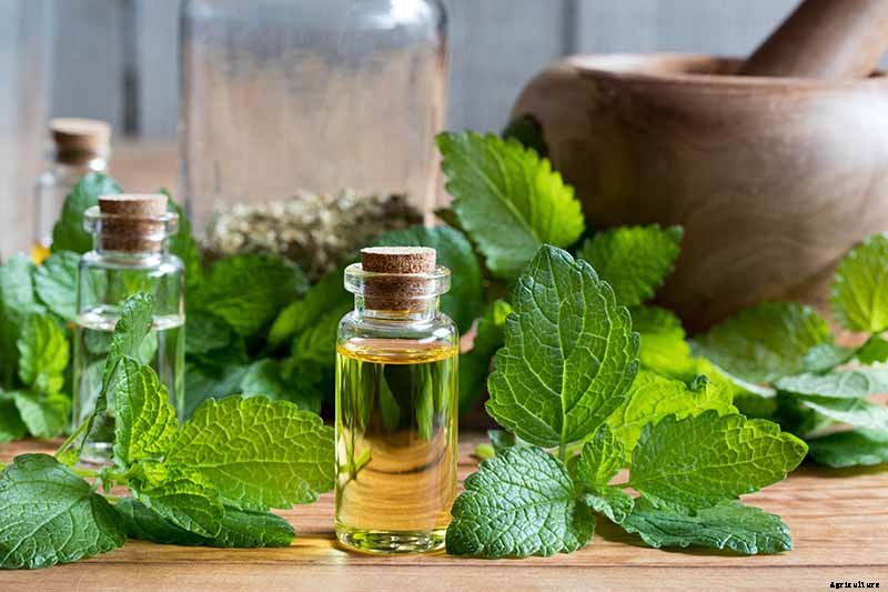 How to Grow and Use Lemon Balm