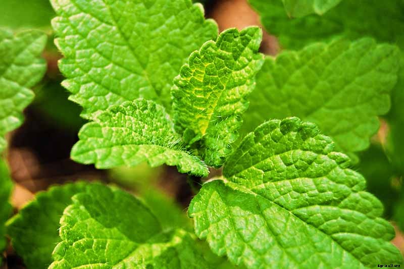 How to Grow and Use Lemon Balm