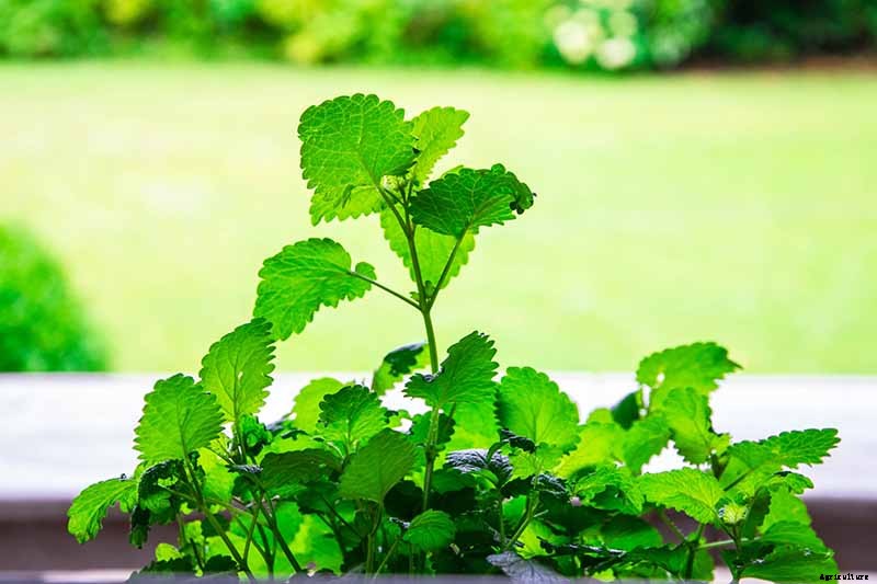 How to Grow and Use Lemon Balm