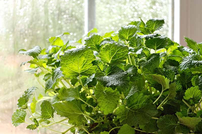 How to Grow and Use Lemon Balm