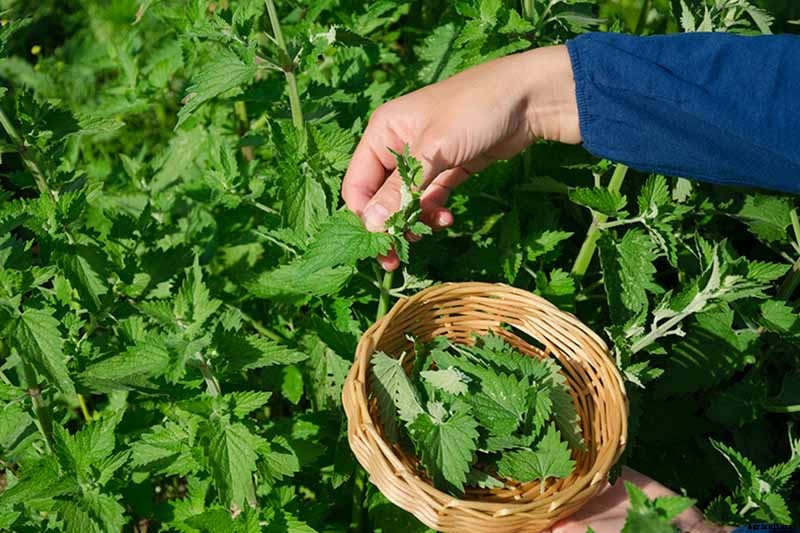 How to Grow and Use Lemon Balm