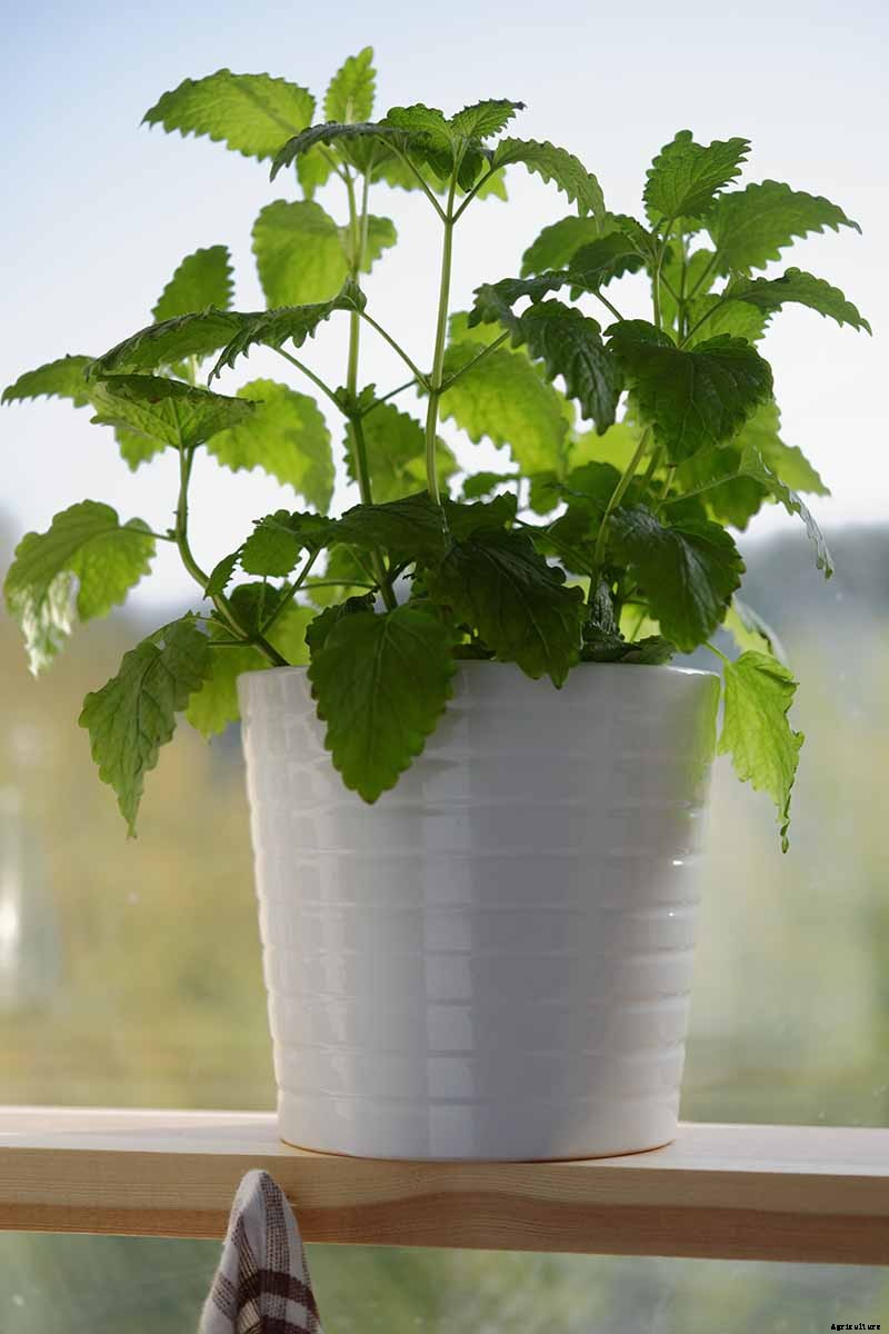 How to Grow and Use Lemon Balm