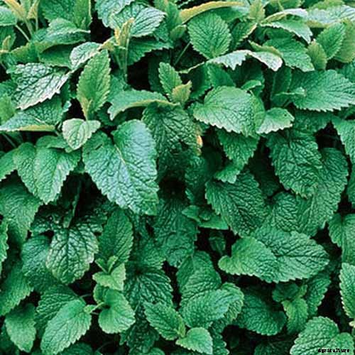 How to Grow and Use Lemon Balm