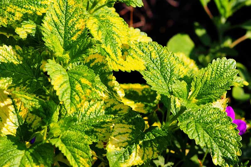 How to Grow and Use Lemon Balm