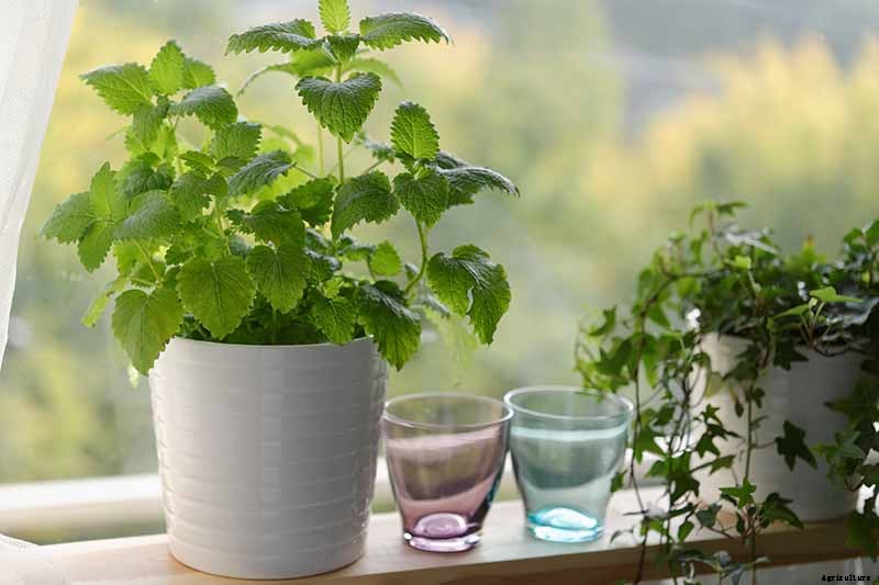 How to Grow and Use Lemon Balm