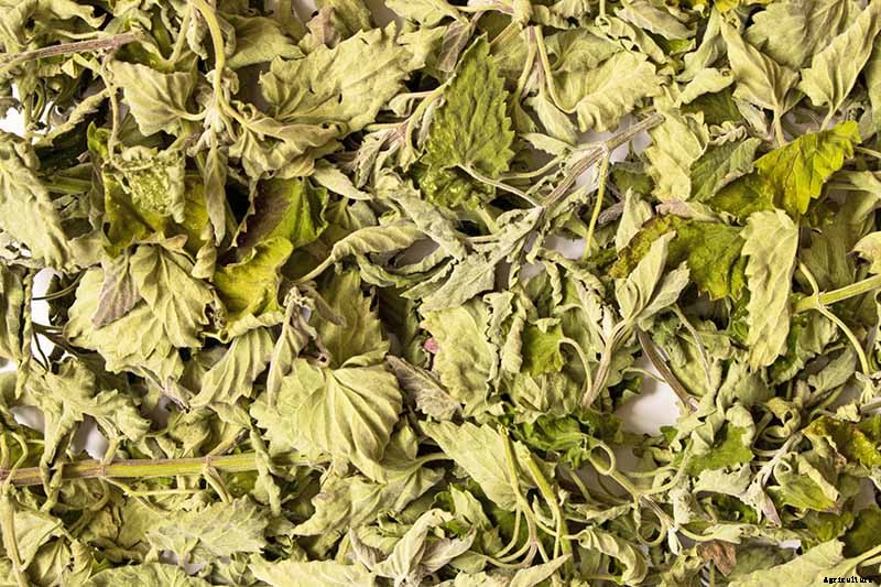 How to Grow and Use Lemon Balm