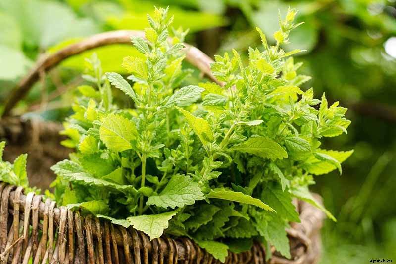 How to Grow and Use Lemon Balm