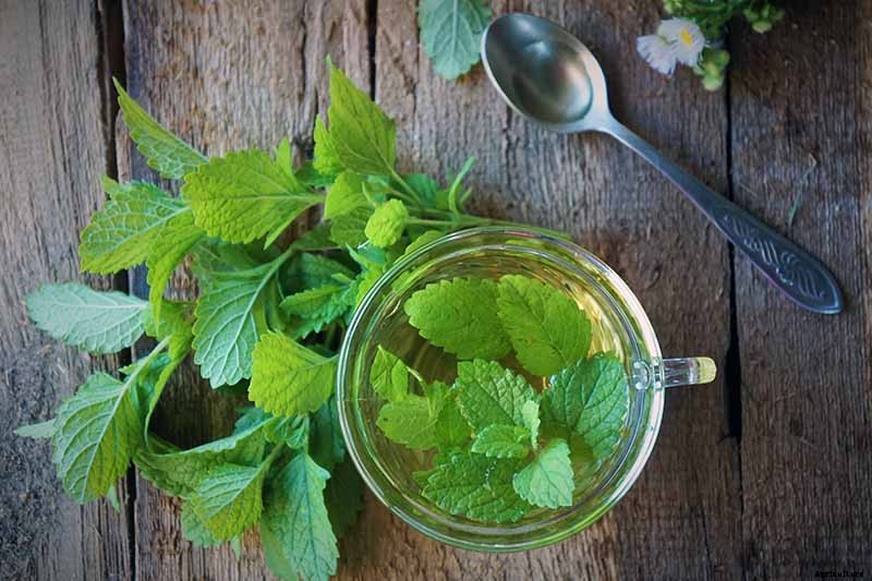 How to Grow and Use Lemon Balm