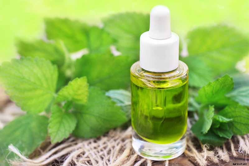 How to Grow and Use Lemon Balm