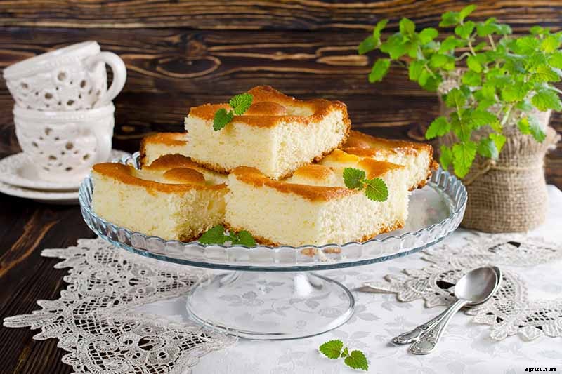 How to Grow and Use Lemon Balm