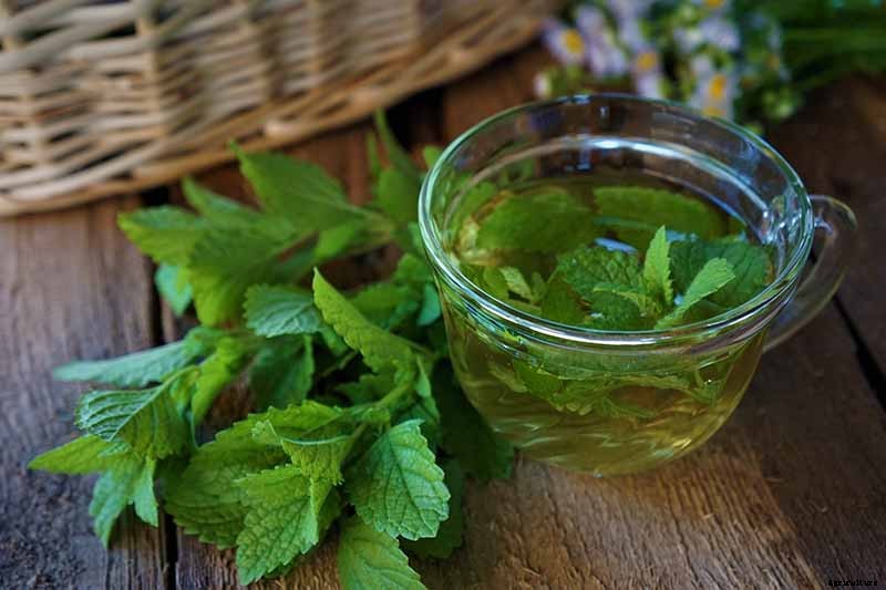 How to Grow and Use Lemon Balm