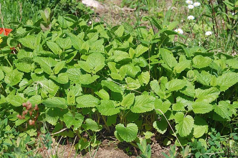 How to Grow and Use Lemon Balm