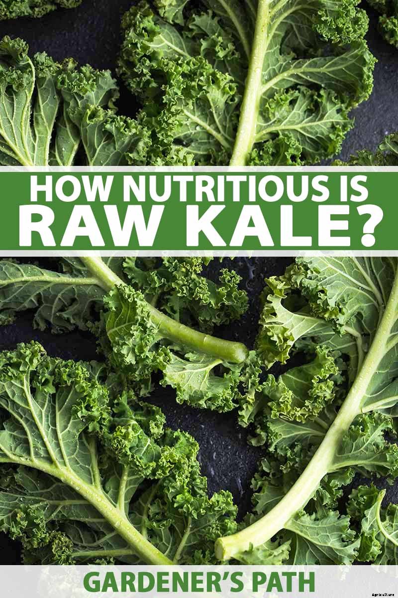 How Nutritious Is Raw Kale?