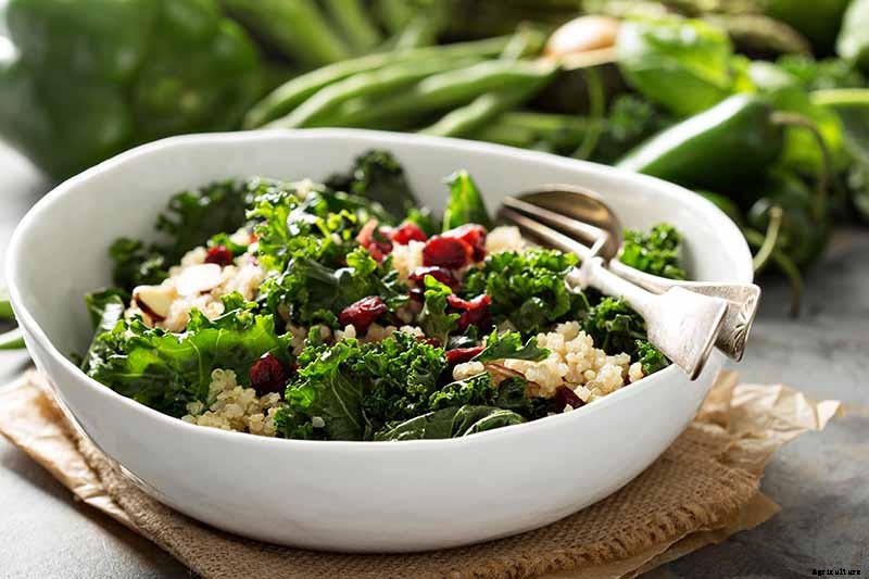 How Nutritious Is Raw Kale?