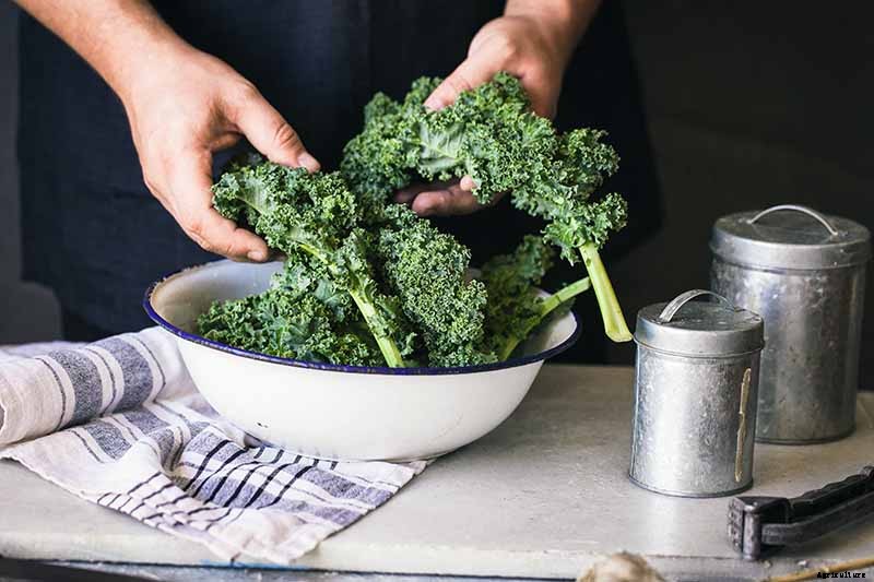 How Nutritious Is Raw Kale?