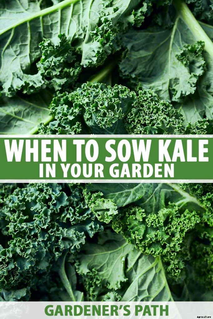 What Month Should You Sow Kale?