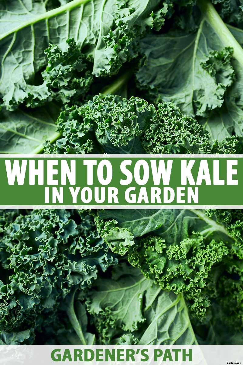 What Month Should You Sow Kale?