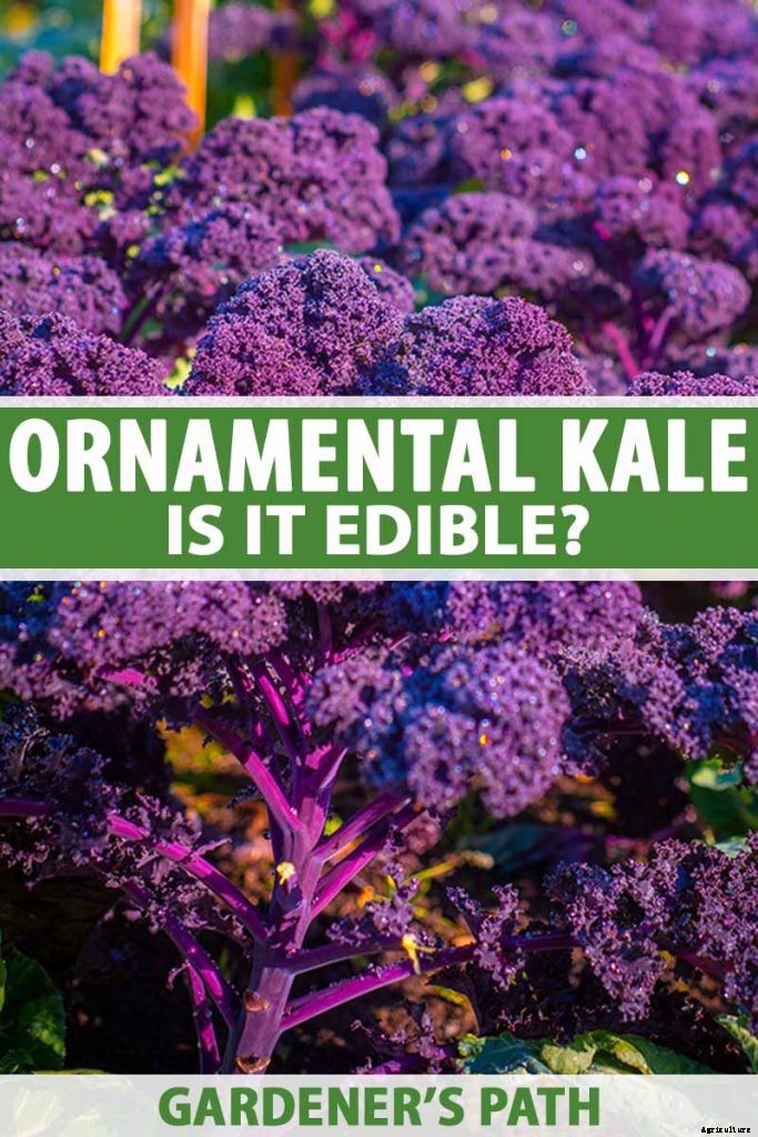 Is Ornamental Kale Edible?