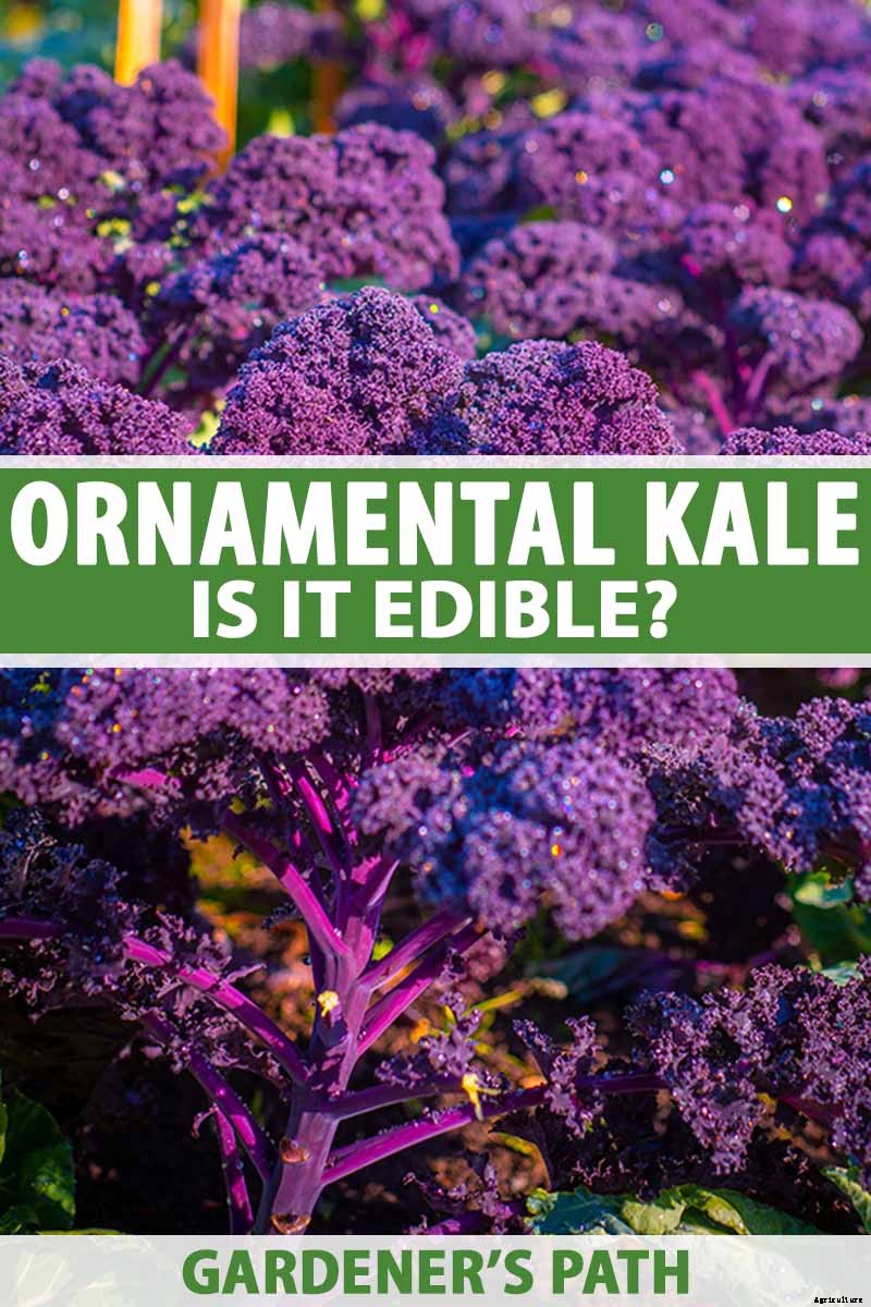 Is Ornamental Kale Edible?