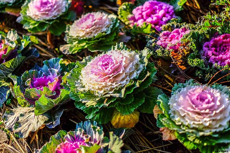 Is Ornamental Kale Edible?
