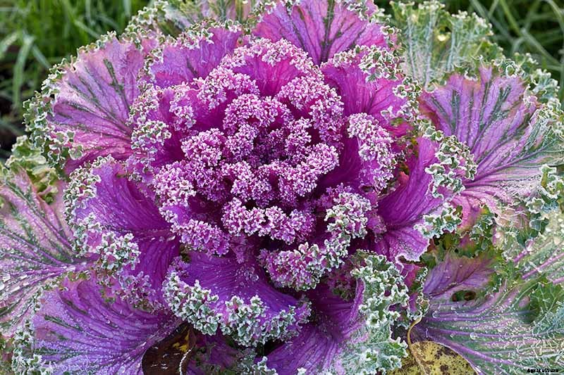 Is Ornamental Kale Edible?