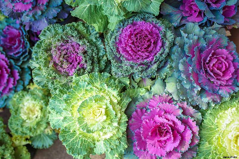 Is Ornamental Kale Edible?