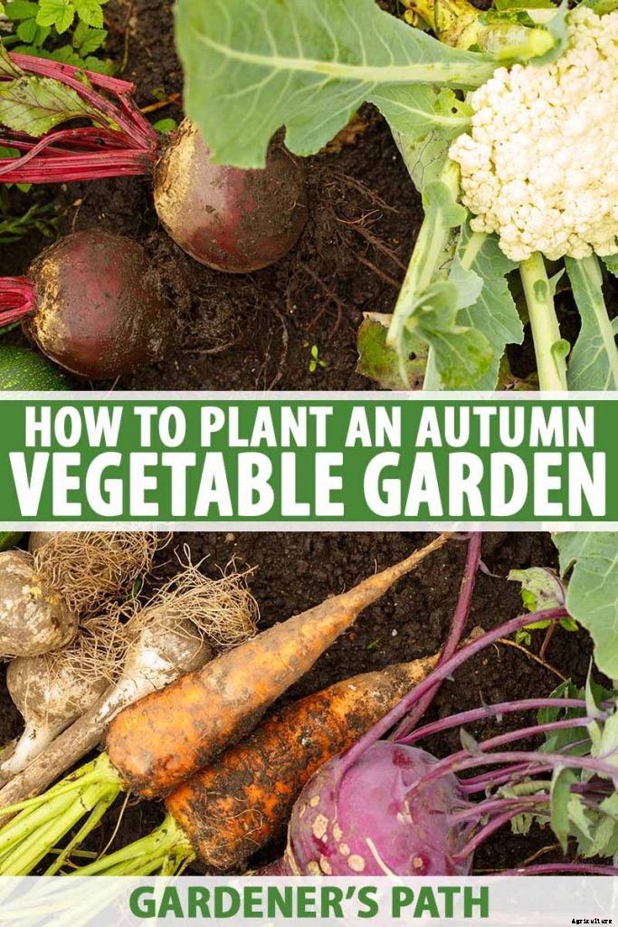 How to Plant an Autumn Vegetable Garden