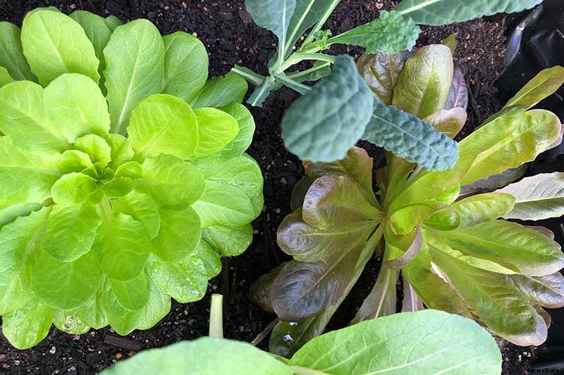 How to Plant an Autumn Vegetable Garden