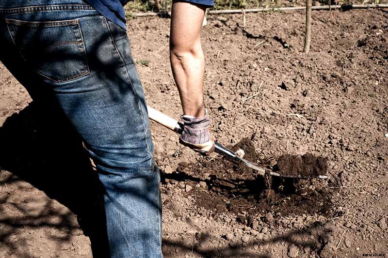 How to Plant an Autumn Vegetable Garden