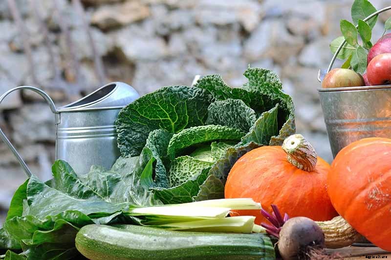 How to Plant an Autumn Vegetable Garden