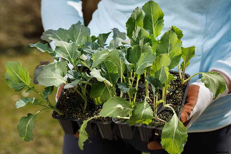 How to Plant an Autumn Vegetable Garden