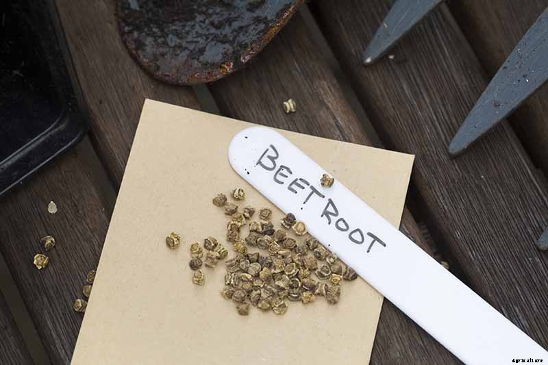 How to Plant an Autumn Vegetable Garden