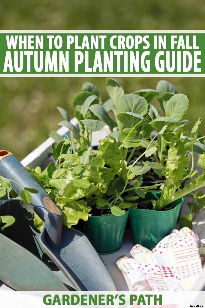 When to Plant Crops In Fall