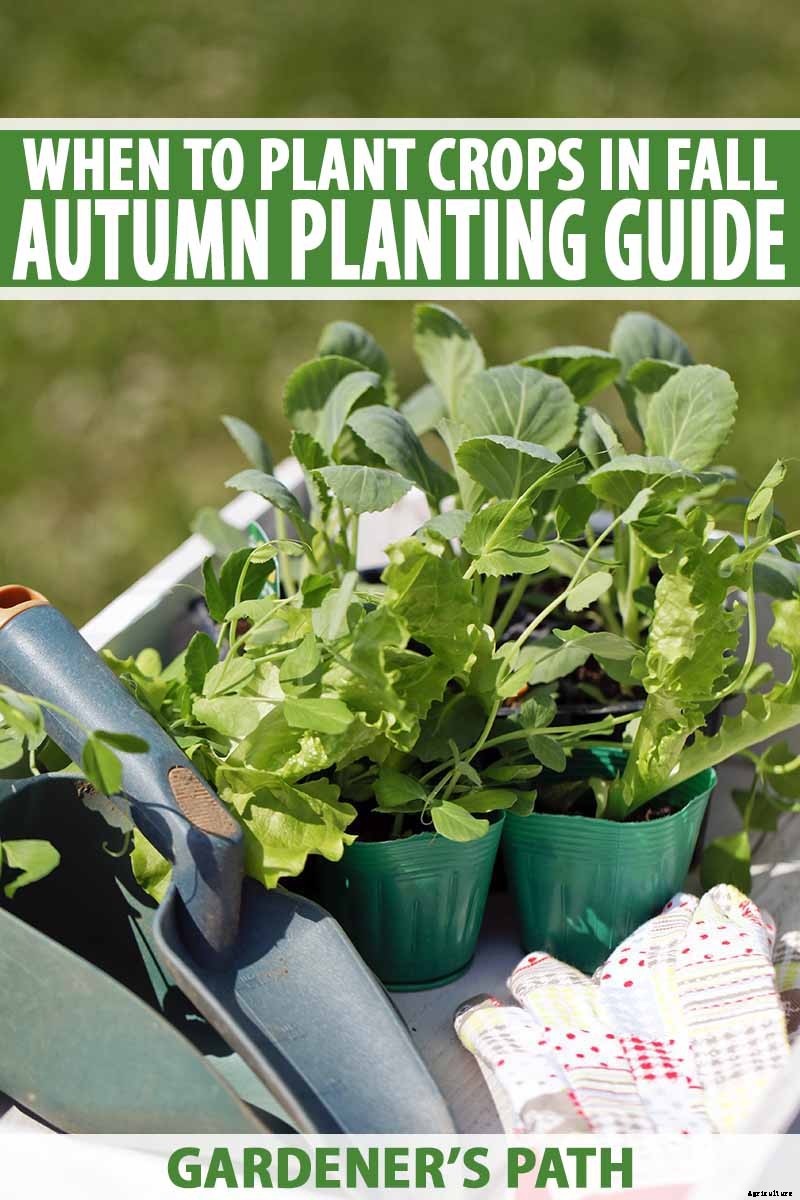 When to Plant Crops In Fall