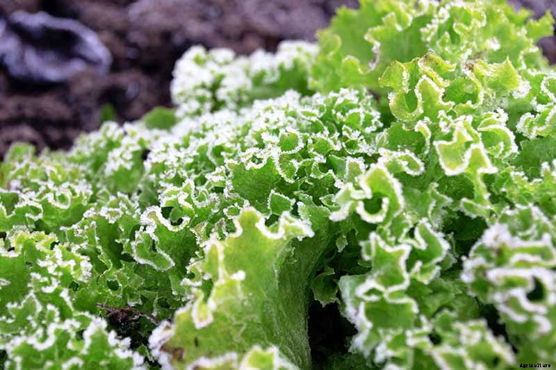 When to Plant Crops In Fall