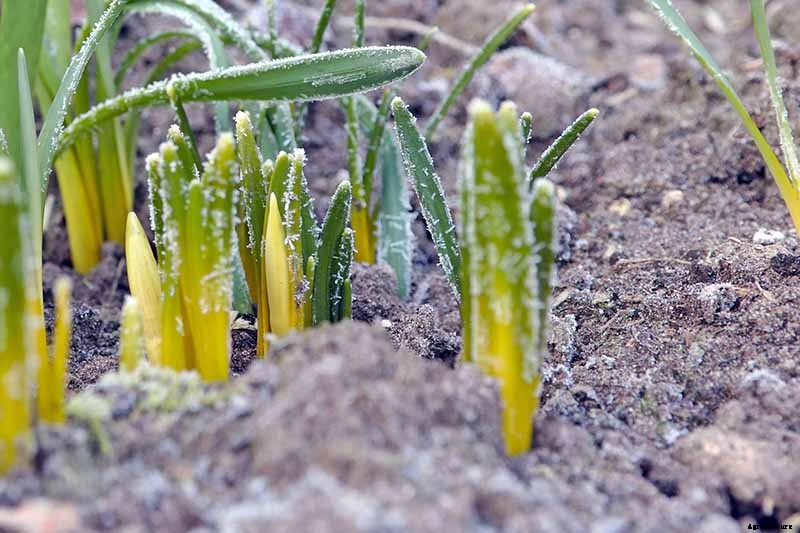 When to Plant Crops In Fall