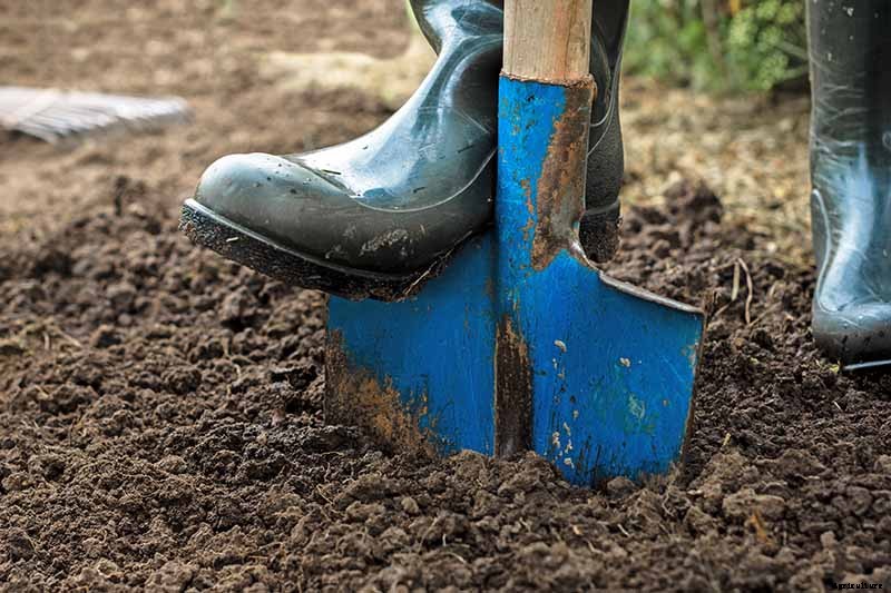 When to Plant Crops In Fall