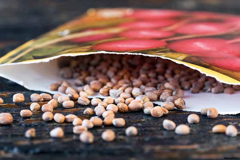 When to Plant Crops In Fall