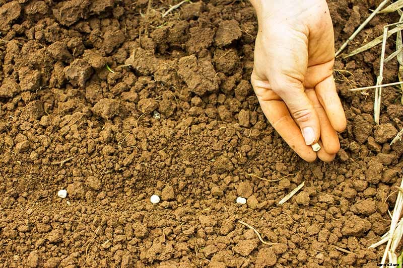 When to Plant Crops In Fall