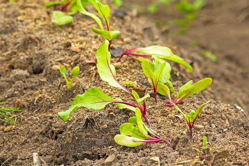 When to Plant Crops In Fall