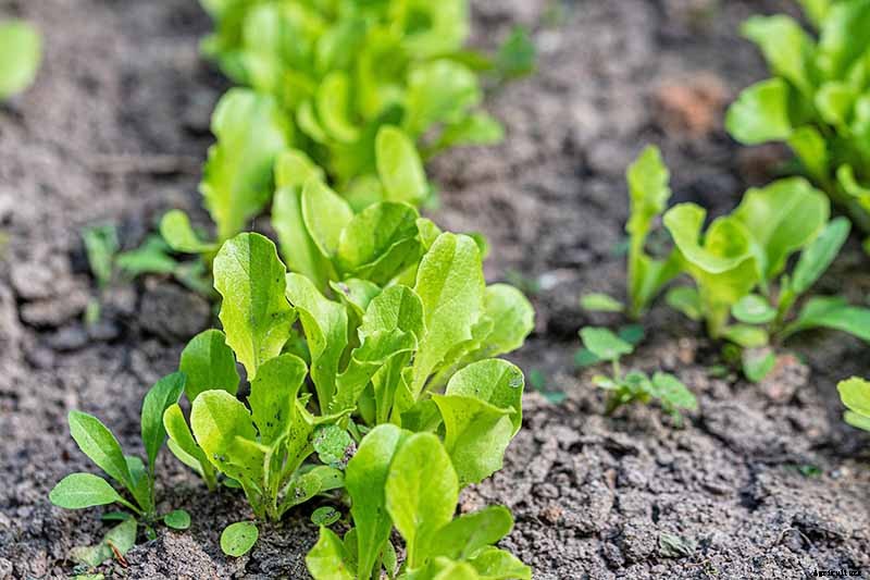 When to Plant Crops In Fall