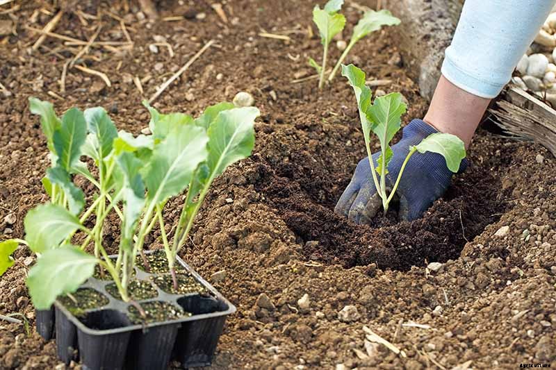 When to Plant Crops In Fall