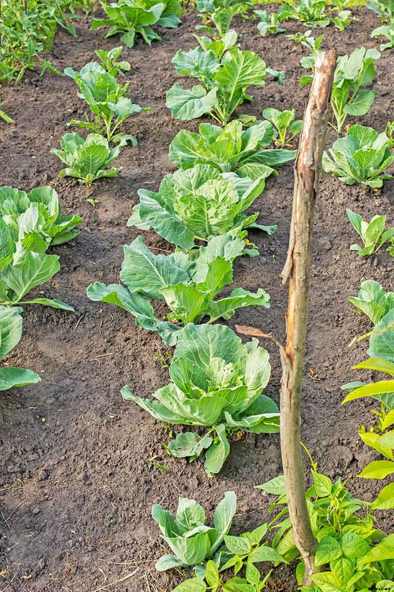 When to Plant Crops In Fall