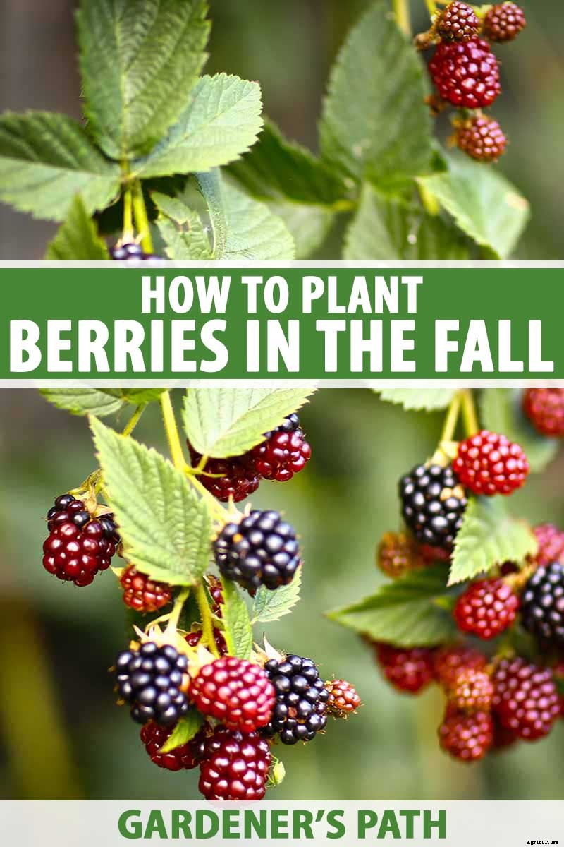 The Ultimate Fall Berry Planting Guide
