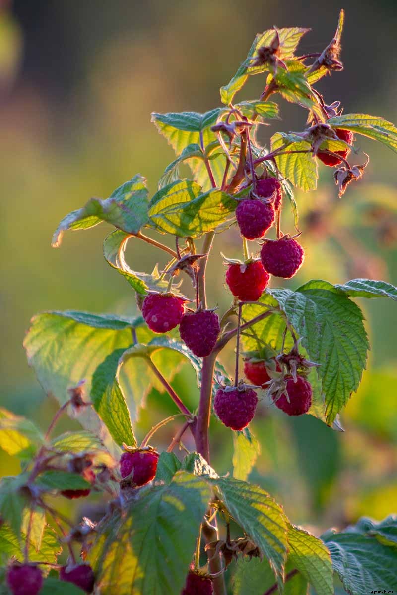 The Ultimate Fall Berry Planting Guide