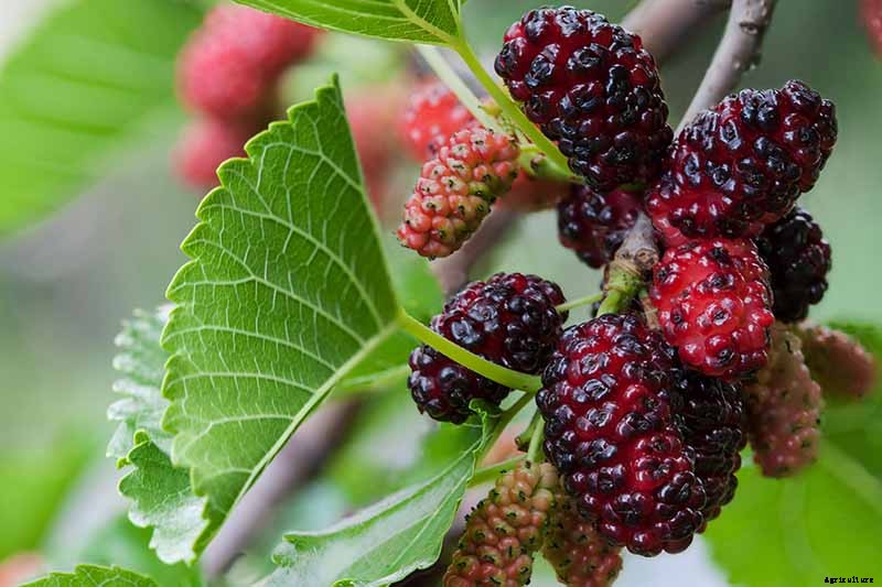 The Ultimate Fall Berry Planting Guide