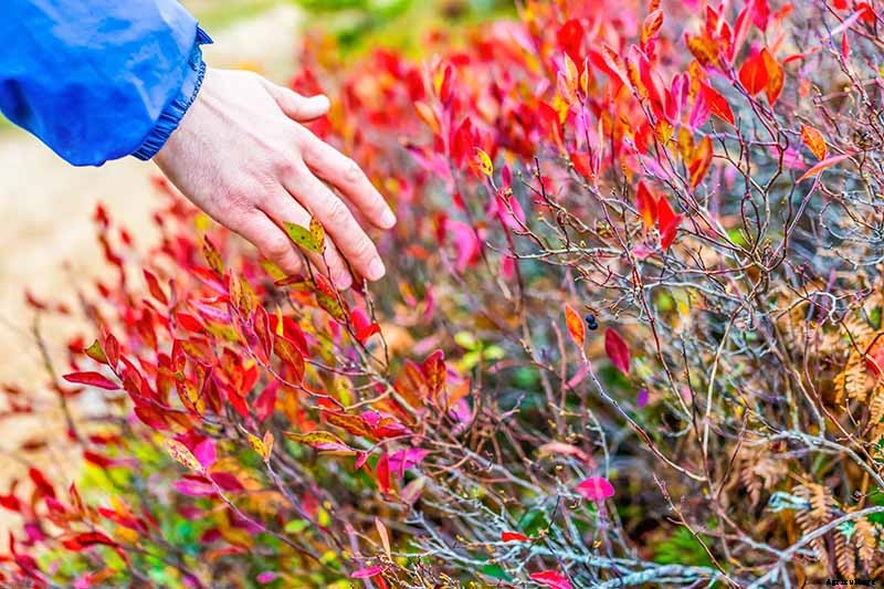 The Ultimate Fall Berry Planting Guide
